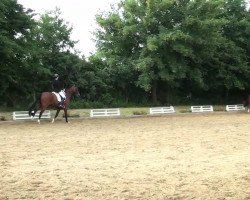 dressage horse Savoir Vivre 5 (Oldenburg, 2007, from Samarant)