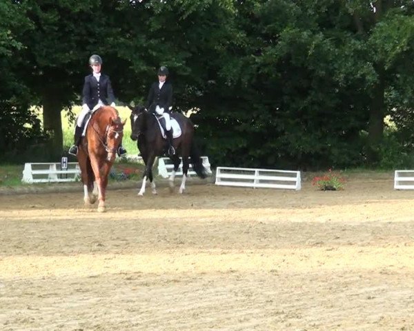 dressage horse Skyfall 3 (Hanoverian, 2008, from Santino)