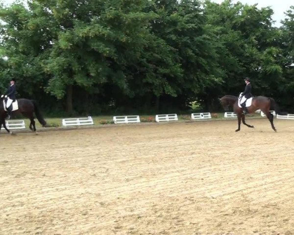 Dressurpferd Fine Magic 4 (Trakehner, 2008, von Grafenstolz) Dressurpferd Fine Magic 4 (Trakehner, 2008, von Grafenstolz)