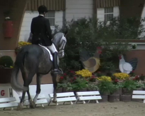 dressage horse Firefly 23 (Rhinelander, 2008, from Flatley 2) dressage horse Firefly 23 (Rhinelander, 2008, from Flatley 2)