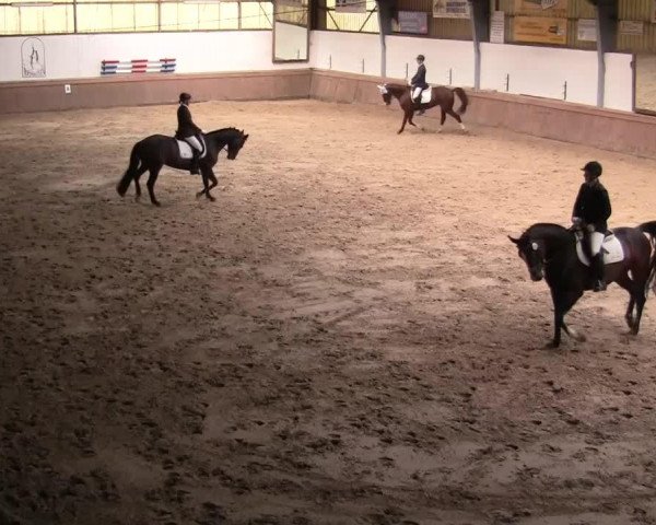 Zuchtstute Audrey 15 (Trakehner, 2001, von Tuareg) Zuchtstute Audrey 15 (Trakehner, 2001, von Tuareg)