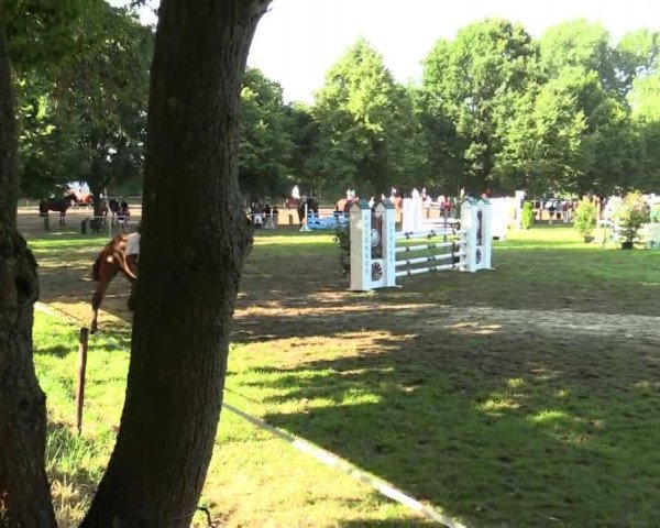 Cavallo da salto Charly 1521 (Renano, 2007)