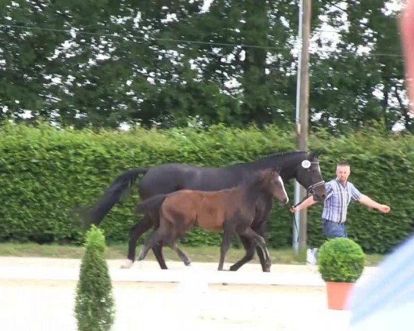 Dressurpferd Special Deal 2 (Westfale, 2013, von Sir Heinrich OLD)
