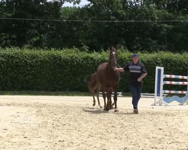 Pferd Stute von Serafino (Westfale, 2013, von Serafino 32)