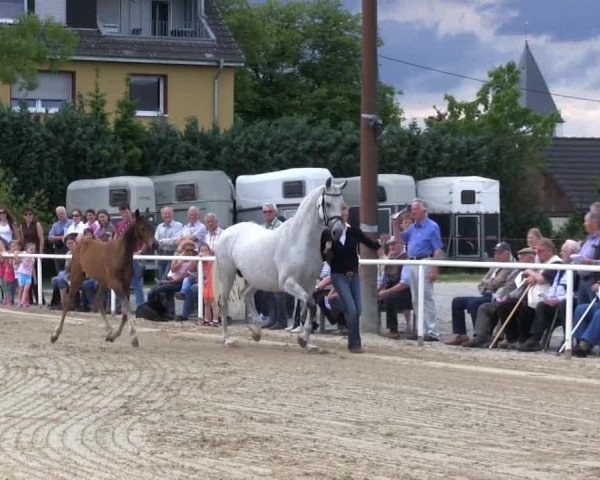 horse Hengst von Fleury (Westphalian, 2013, from Fleury)