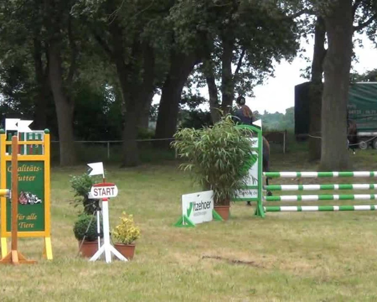 Springpferd Mietze 6 (Holsteiner, 2008, von Cormint)