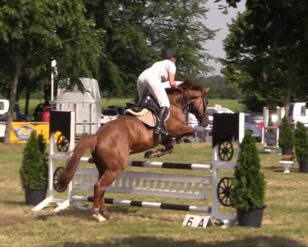 jumper Siggi 47 (Hanoverian, 2008, from Stakkato)