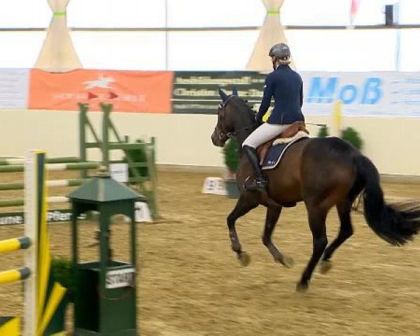 jumper Cassinga 3 (Oldenburg, 2009, from Clinton H)
