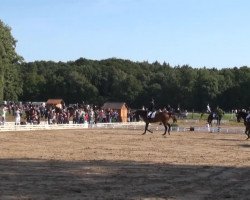 dressage horse Cococita (Hanoverian, 2005)