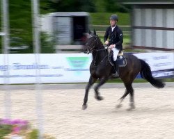 broodmare Romana (Oldenburg show jumper, 2008, from Clinton H)