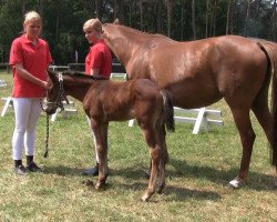 dressage horse Dusty (Westphalian, 2013, from Doodoo)