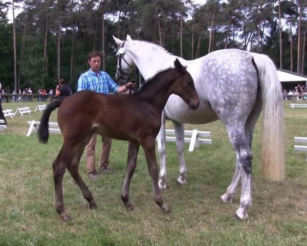 Pferd Stute von Monte Cain (Westfale, 2013, von Monte Cain)