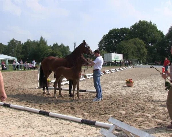 Zuchtstute Secret Fire (Westfale, 2013, von Sir Donnerhall I)