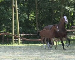 horse Stute von Comme il faut (Westphalian, 2013, from Comme il Faut)