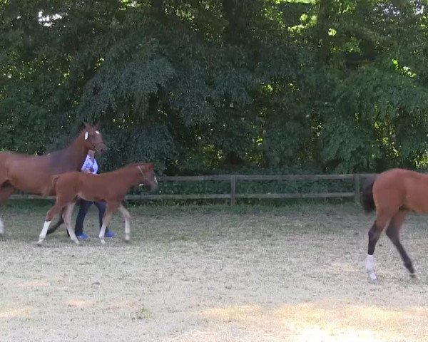 horse De Nada 9 (Westphalian, 2013, from De Niro)