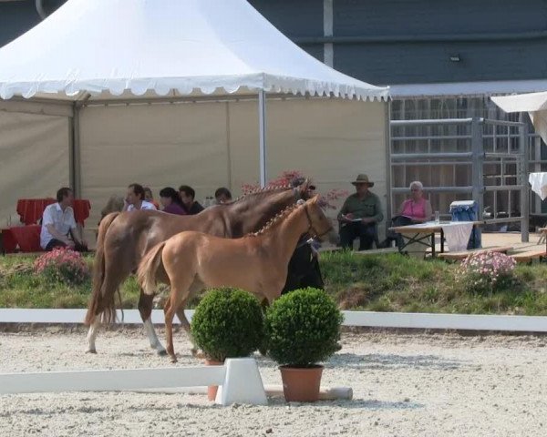 Zuchtstute Dior JV van de korenmolen (Deutsches Reitpony, 2013, von Dimension AT NRW)