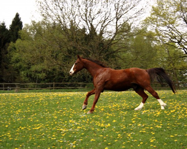 jumper Rolex 117 (Bavarian, 2004, from L-Royal Touch)
