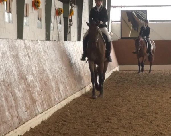 Dressurpferd Royal Hilde (Westfale, 2010, von Real Diamond)