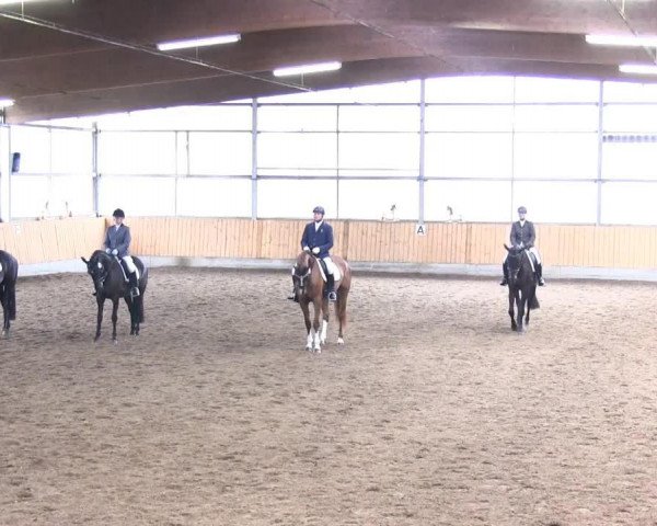 dressage horse Fine Deern 4 (Westphalian, 2009, from Floresco NRW)