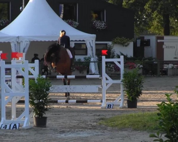 jumper Ananette (KWPN (Royal Dutch Sporthorse), 2005, from Pkz Contact van de Heffinck)