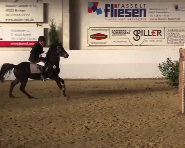 Cavallo da salto Attache 139 (sconosciuto, 2007)