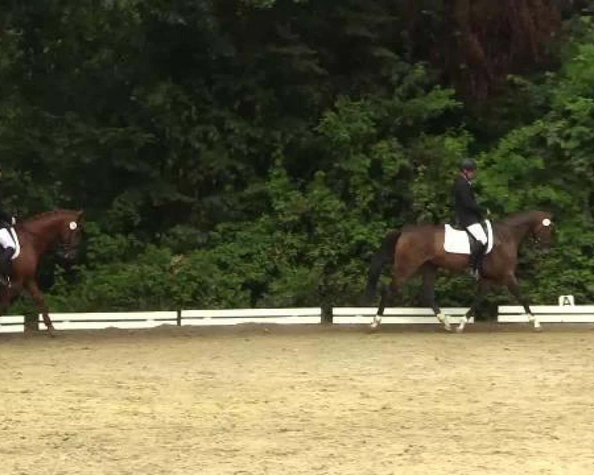 dressage horse Fantastic Feeling 3 (Oldenburg show jumper, 2008, from For Feeling)