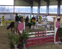 jumper Naruto (German Riding Pony, 2009, from Nagano)