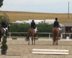dressage horse Stormy Surprise (unknown, 2000)