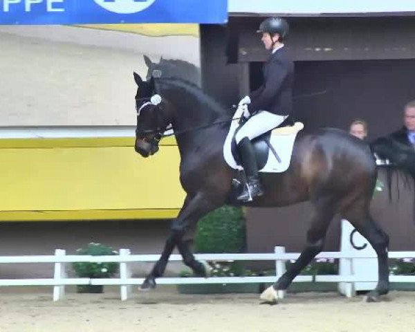 Dressurpferd Sandro 450 (Württemberger, 2008, von Samarant)