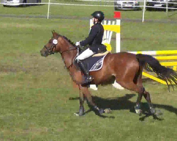 jumper Corinna 117 (German Riding Pony, 2004, from Crown Hartbreaker)