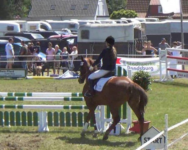 Springpferd Averdeen 4 (Holsteiner, 2008, von Hermes d'Authieux AA)
