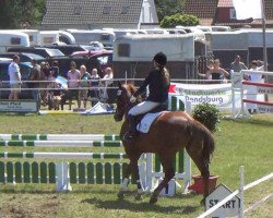 jumper Averdeen 4 (Holsteiner, 2008, from Hermes d'Authieux AA)
