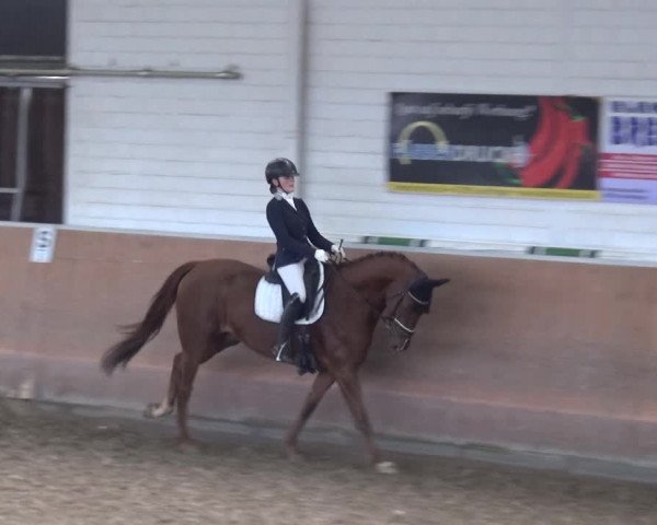 Reitturnier Leichlingen 2020