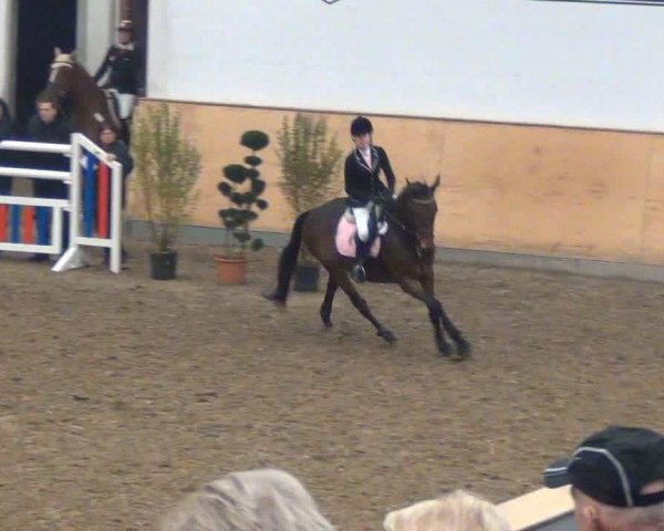Springpferd Diamant M (Holsteiner, 2009, von Diarado)