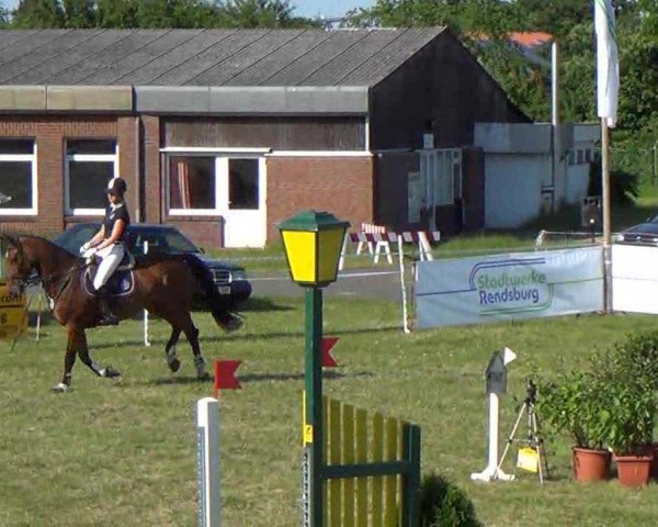 jumper Aquina 18 (Holsteiner, 2008, from Contender)