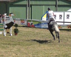 Pferd Cuanito (Holsteiner, 2007, von Cliostro)