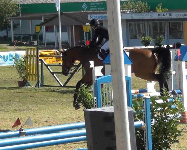 Springpferd Crocker 4 (Holsteiner, 2007, von Canturo)