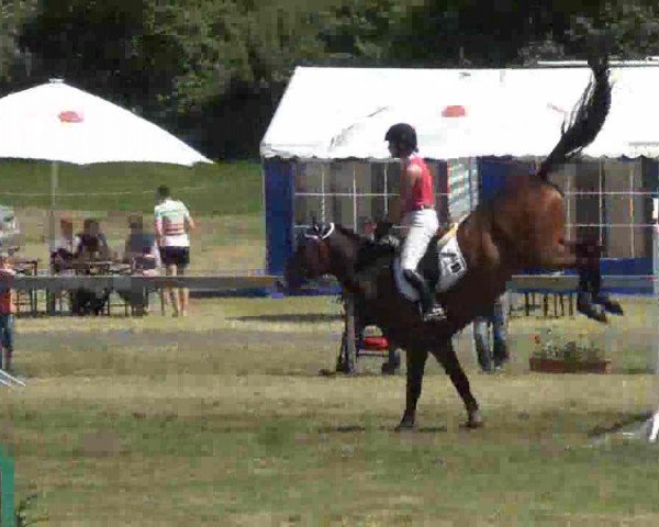 jumper Carlo Carlucci 4 (Holsteiner, 2008, from Carentan)
