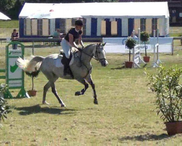 jumper Sonja 428 (German Sport Horse, 2007, from Saccor)