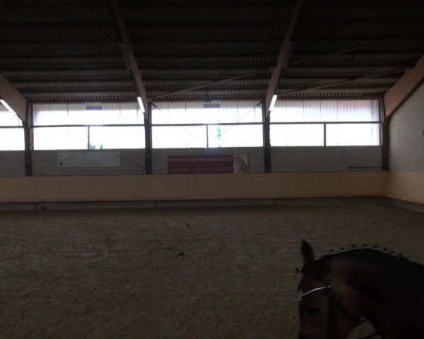 Dressurpferd Petite Pia (Westfale, 2009, von Potential)