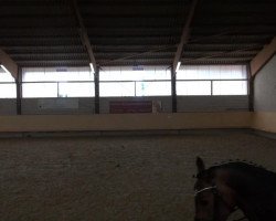 dressage horse Petite Pia (Westphalian, 2009, from Potential)