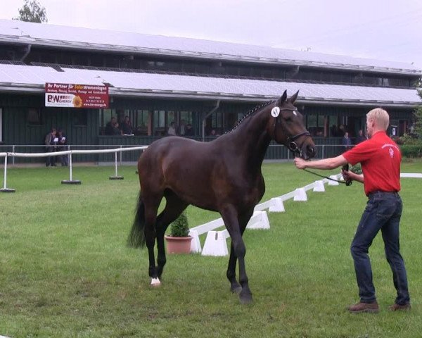 Dressurpferd Romina (Westfale, 2010, von Rock Forever NRW) Dressurpferd Romina (Westfale, 2010, von Rock Forever NRW)