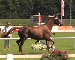 Broodmare Beautiful Queen B (Westphalian, 2010, from Belissimo NRW)