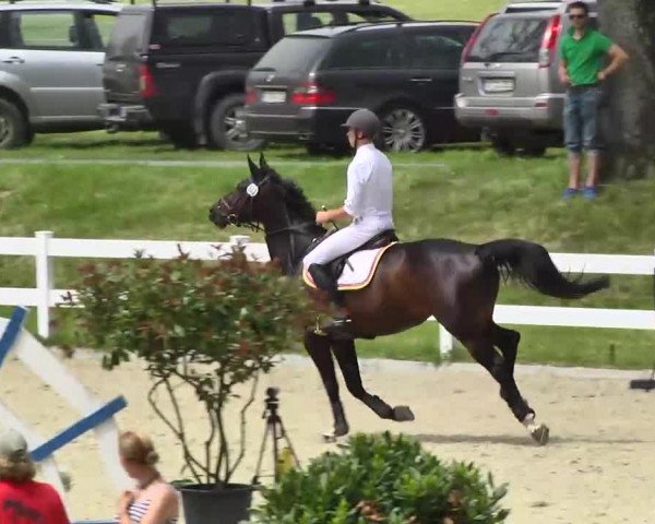 Springpferd Rosemount 2 (Bayer, 2008, von First Boy)