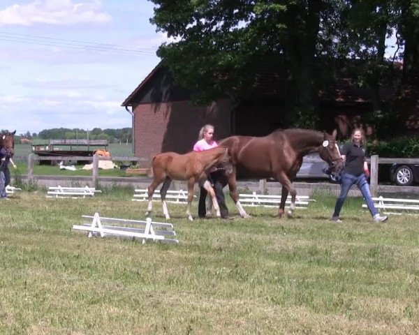 horse Stute von Zonik (Westphalian, 2013, from Zonik)