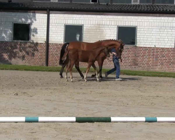 Pferd Dafina (Westfale, 2013, von Dibadu L)