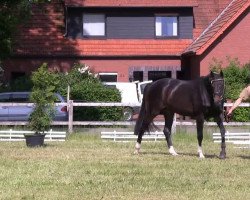 dressage horse Soraja (Westphalian, 2010, from Soliman)