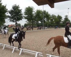 dressage horse Jonny 455 (German Riding Pony, 2002)
