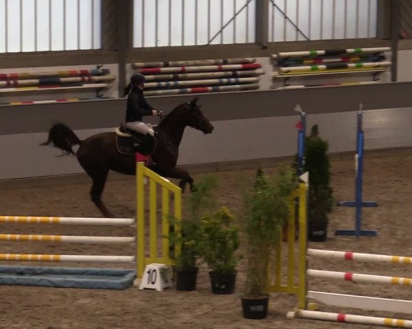Reitturnier Luhmühlen 2020