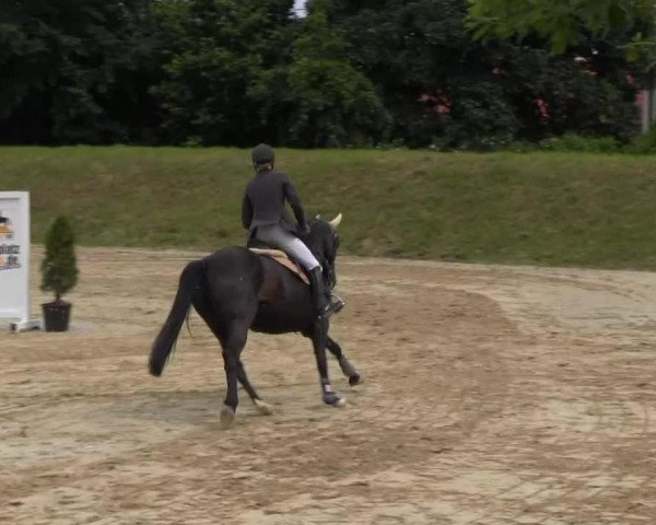 Zuchtstute Silvia 65 (Hannoveraner, 2006, von Silvio I)